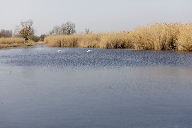 Swans swim in Slovakia's largest cane swamps, Paris Swamps, in the Nitra Region.