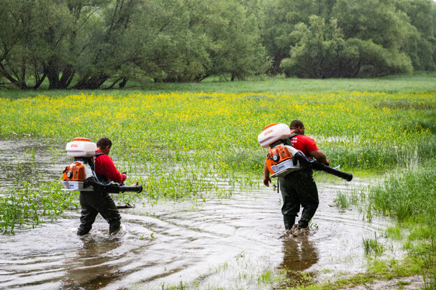 Bratislava is doing everything this year to eliminate as many mosquitoes as possible and minimise the risk of calamity hatching.