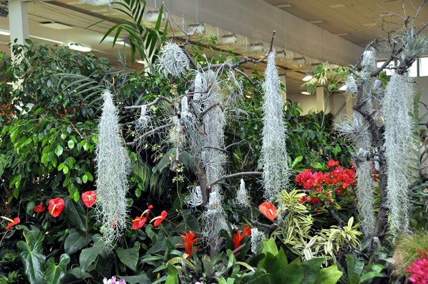 Expozícia Botanickej záhrady SPU na výstave Gardenia