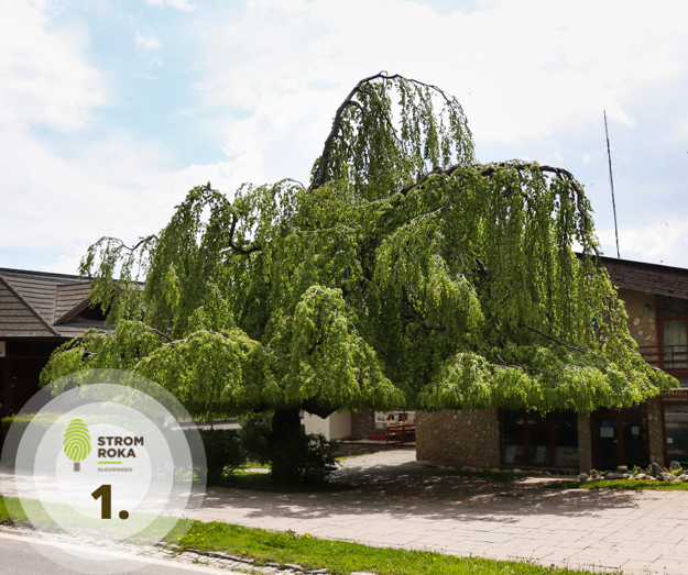 Buk lesný - previsnutý, Starý Smokovec