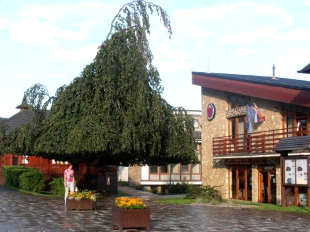 Buk pred budovou Horskej záchrannej služby