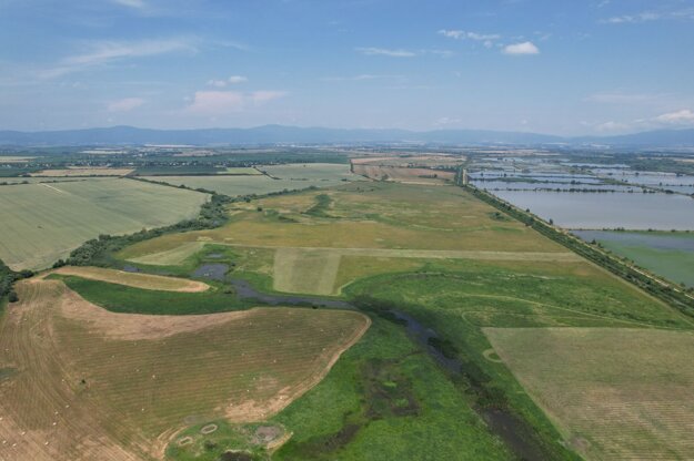 Ostrovik (zdroj: Slovenská ornitologcká spoločnosť)