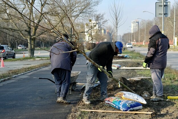 Dokončená alej vedie popri obľúbenej cyklistickej trase pri Dostihovej dráhe.