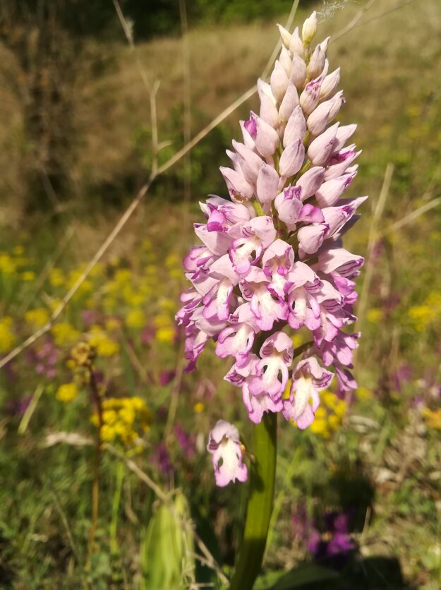 BROZ-orchideové pasienky.