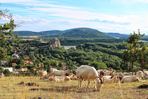 Lesostepné lúky Devínska kobyla. (zdroj: dm)