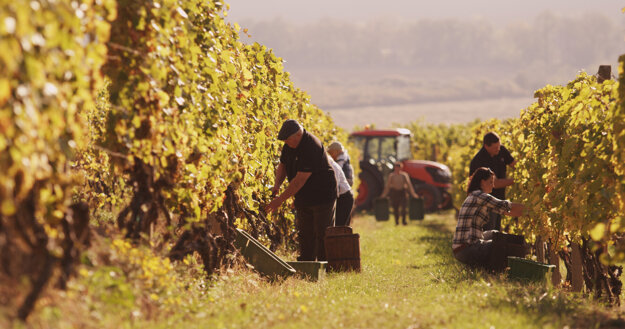 Tokajským cykloexpresom sa môžete odviezť aj na tohtoročné Tokajské vinobranie v Čerhove