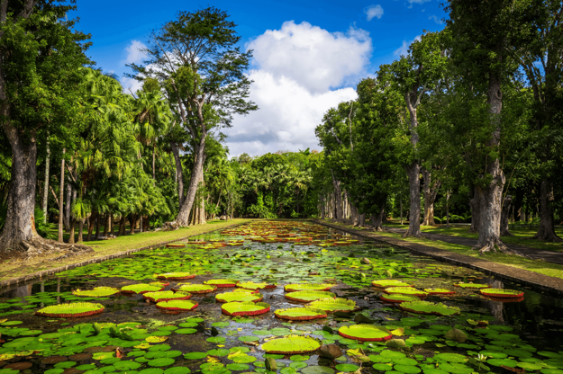Botanická záhrada Pamplemousse očarí obrími leknami. Zdroj: Shutterstock.com (zdroj: Shutterstock.com)