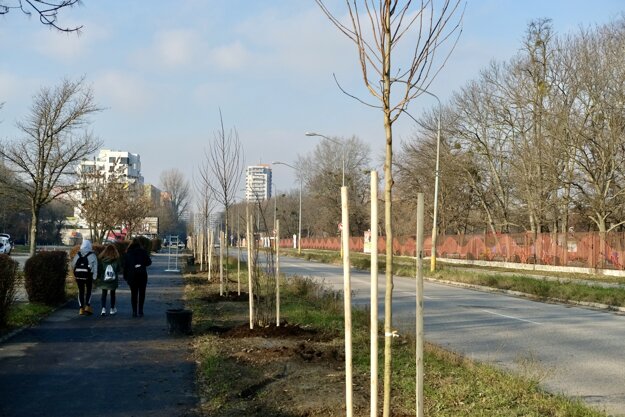 Dokončená alej vedie popri obľúbenej cyklistickej trase pri Dostihovej dráhe.