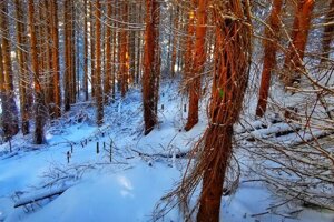 Preventívne opatrenia – škody zverou