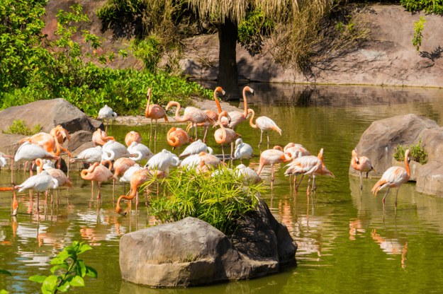 VinPearl Safari je šancou vidieť až 200 druhov zvierat. Zdroj: Shutterstock.com