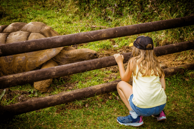  Maurícius je šancou vidieť na vlastné oči obrovské korytnačky Aldabra. Zdroj: Shutterstock.com (zdroj: Shutterstock.com)